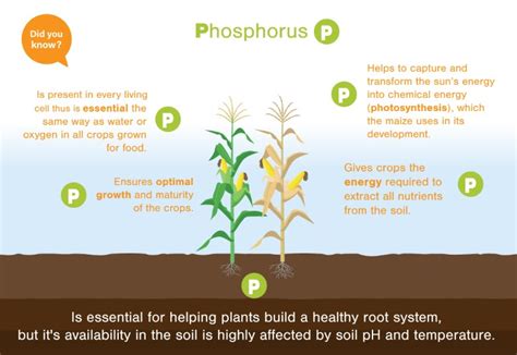 Importance of phosphorus to crops | Tcnloop