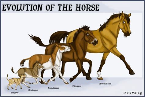 The Evolution of Horses