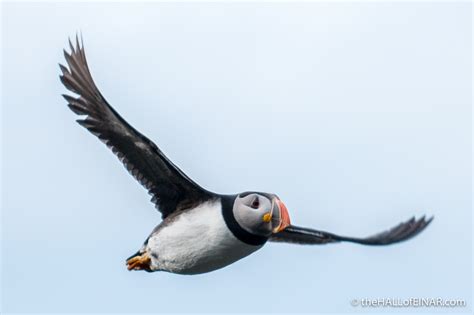 The Second Ladybird Book of British Birds #15 – The Puffin – the HALL ...