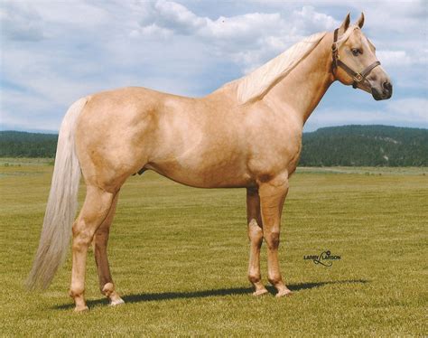 Quarter Horse Palomino