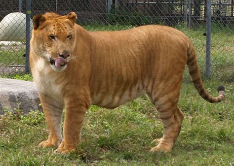 Ligers, Tigons, and Hybrids, Oh My! – Crown Ridge Tiger Sanctuary