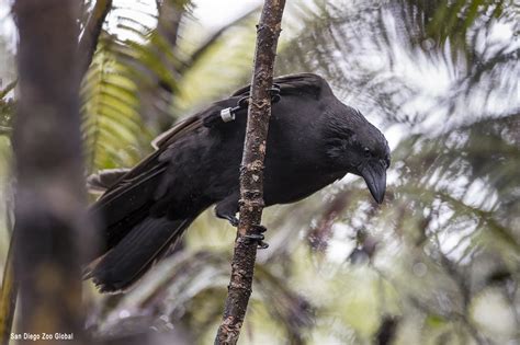 Return to the Wild: Update on the ‘Alalā Reintroduction Efforts | Lyman ...