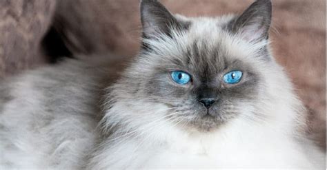 Himalayan Cat Colors: Rarest to Most Common - A-Z Animals