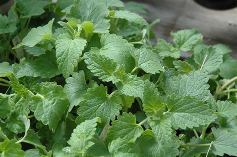 Everything about the Catnip Plant - Plant Propagation