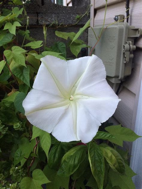 First post! Woke up to this gorgeous moonflower bloom this morning ...