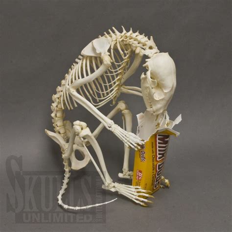 fully articulated raccoon skeleton from Skulls Unlimited | Animal ...