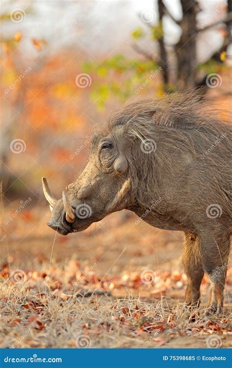 Warthog in natural habitat stock image. Image of wild - 75398685