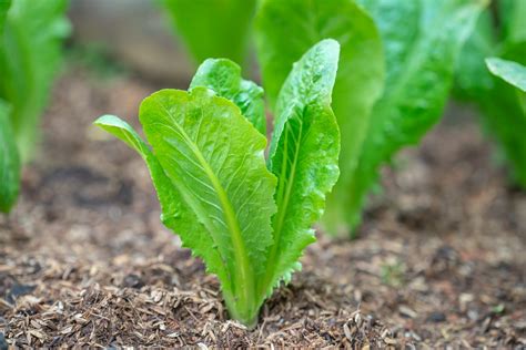 Types Of Lettuce To Grow In Garden | Fasci Garden