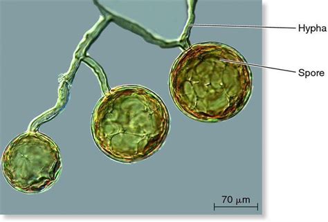 Glomeromycota ~ Everything You Need to Know with Photos | Videos