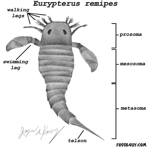 Fossilguy.com: Eurypterid fossils (Sea Scorpions): Facts, Information ...