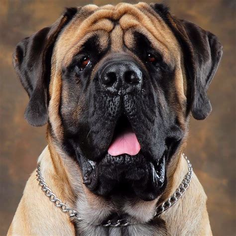 Old English Mastiff | Dog Breeds Picture