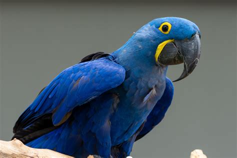 Blue macaw: habitat and characteristics