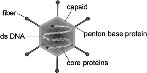 Schematic representation of an adenovirus. The protein capsid harbours ...