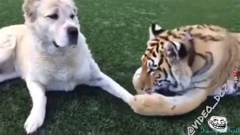 Tiger And Dog Are Best Friends :) HAHA - YouTube