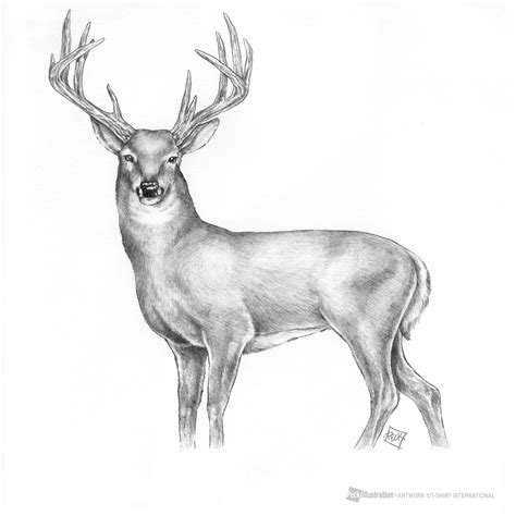 Buck Drawing Image | Drawing Skill