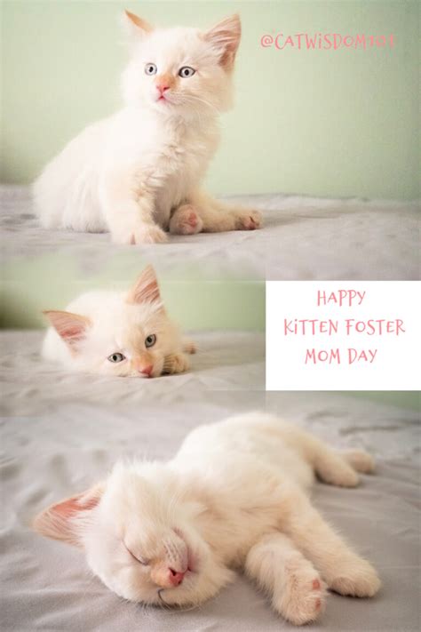 A Purrfect Mother’s Day For Cat Moms | Cat Wisdom 101