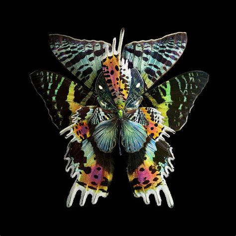 Rare Butterfly Specimens Documented through Splendid Digital Montages ...