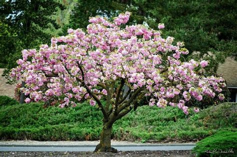 Kwanzan Cherry Blossom Tree Bare Root | Home Depot Is Selling Cherry ...