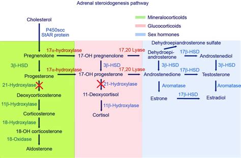 21 hydroxylase deficiency causes, symptoms, diagnosis, treatment ...