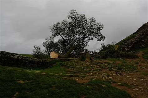 Sycamore Gap tree at Hadrian's Wall felled deliberately in 'act of ...