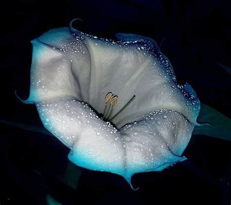 Moon Flower also known as Moon Vine,is a night-blooming Morning Glory ...