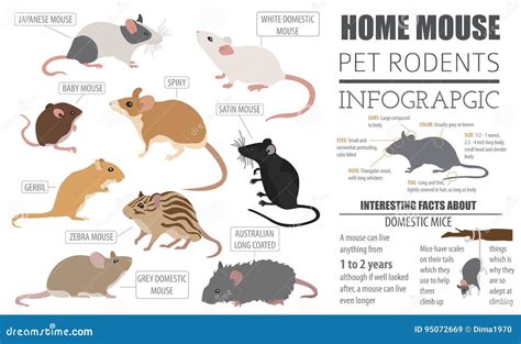 Estilo Plano Determinado Del Icono De Las Razas De Los Ratones En ...