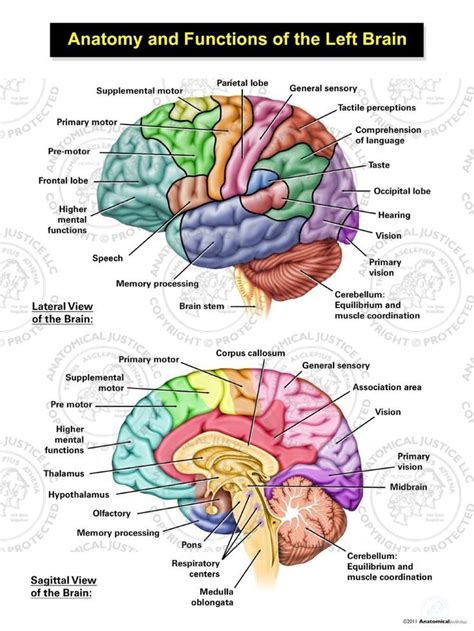 an image of the human brain with labels on each side and labeled in ...