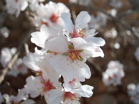 Almond-tree Flower 4 Free Photo Download | FreeImages