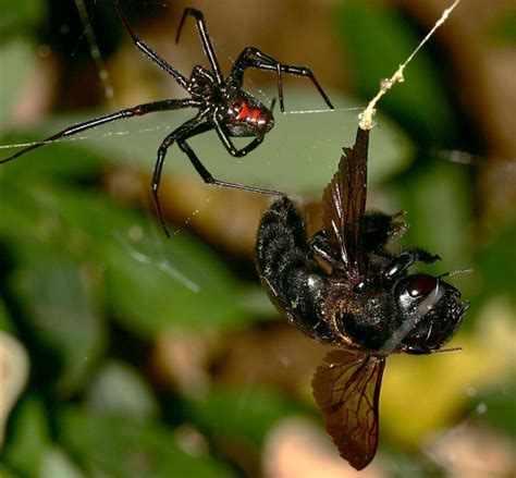 black widow spider facts for kids pic 1 : Biological Science Picture ...