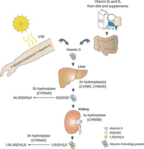 Vitamin D regulation of adipogenesis and adipose tissue functions