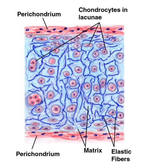 Hyaline cartilage - Definition and Examples - Biology Online Dictionary