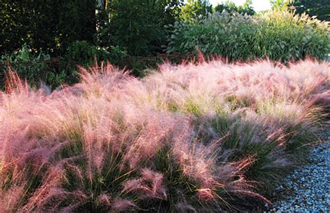 Pink Muhly Grass For Sale Online | The Tree Center