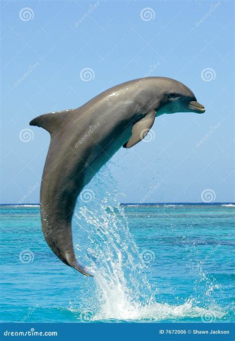 Delphin Lizenzfreies Stockbild - Bild: 7672006