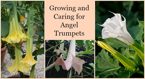 Growing Angel Trumpet From Seed: Step-by-step Instructions for Success