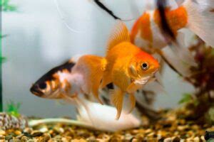 22 Best Goldfish Tank Mates & Fish Companions (Check Now)