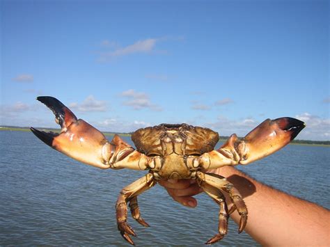 Está aberta a temporada de pesca de caranguejos na Flórida - AcheiUSA