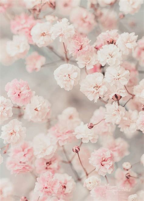 Gypsophila Pink Blush - Flower Photography | Ingrid Beddoes Photography