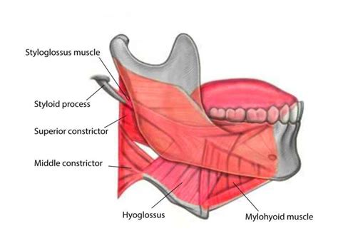 [Figure, Styloglossus, Middle Constrictor, Hyoglossus, and Mylohyoid ...