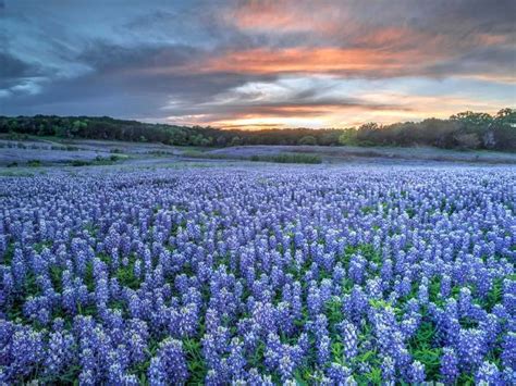 12 Great Places to See Bluebonnets in Texas - That Texas Couple