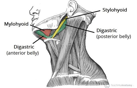 The Suprahyoid Muscles - Stylohyoid - Digastric - TeachMeAnatomy