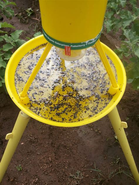 SAFS Yellow Solar LED Insect Light Trap (With Stand), For Agriculture ...