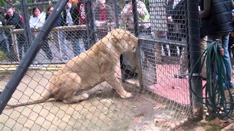 Lion Feeding at the Adelaide Zoo - YouTube