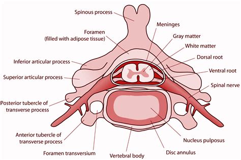 Nucleus pulposus occurs in(a) Brain(b) Liver(c) Kidney(d ...