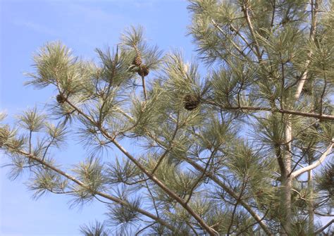 Torrey Pine Tree: The Ultimate Guide | Install-It-Direct