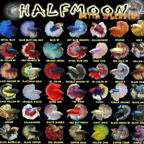 All about betta fish: Types of Halfmoon betta fish