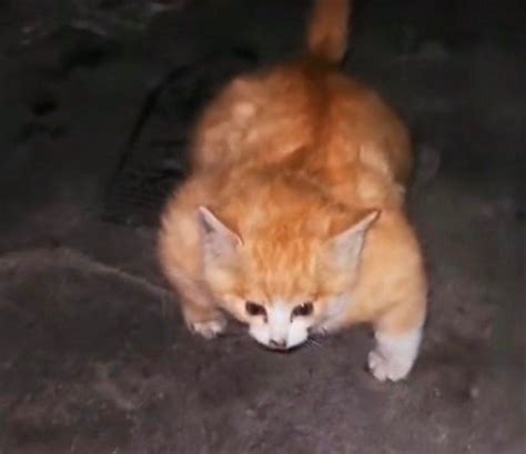 Muscle Kitten, The Mice's Nightmare : r/Bossfight