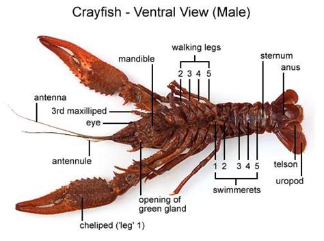 Crayfish Anatomy