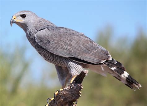 Grijsgestreepte buizerd - Buteo nitidus