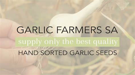 GARLIC SEEDS & GARLIC FARMING EQUIPMENT - YouTube