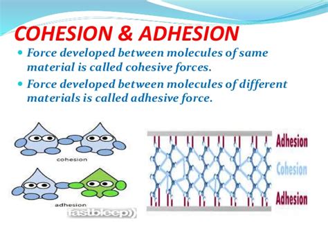 akshay: Cohesion and Adhesion of Water